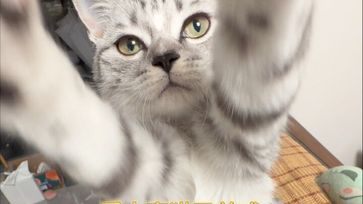 من قال إن القطط لا تتعود على صاحبها؟ القط الجرّي الرائع أصبح مدللًا تمامًا!