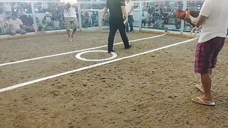 LCA para champion       chicken by: Albert Del Rosario