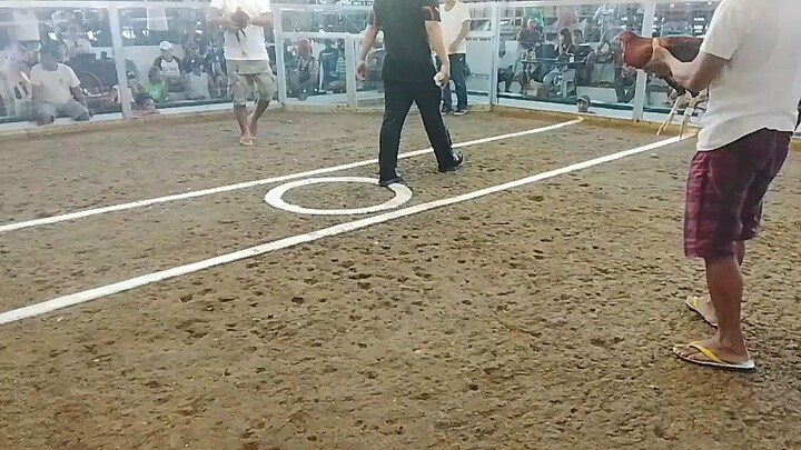 LCA para champion       chicken by: Albert Del Rosario