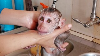 Look at Lay Heang monkey when in shower