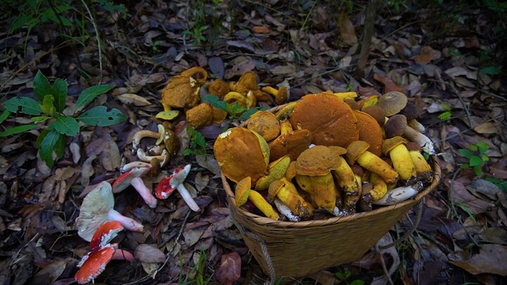 [Natural Sounds] Immersive Mushroom Picking: More Porcini Than You Can Carry, Crickets Chirping, Bir