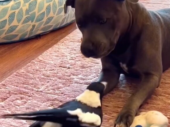 Dog vs. Bird: Let’s See Who’s Stronger!