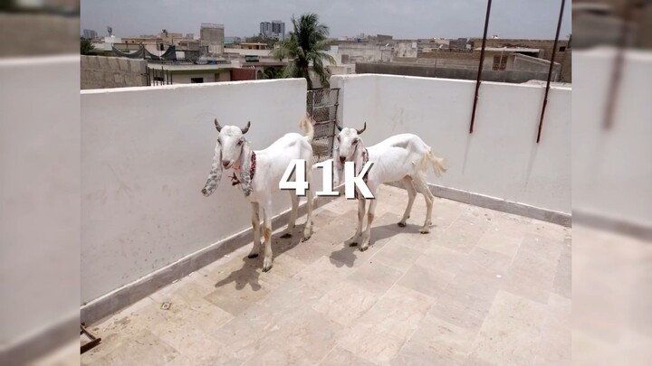 Masshallah / Usman nay bakray lelya \ By TheLifeTaker