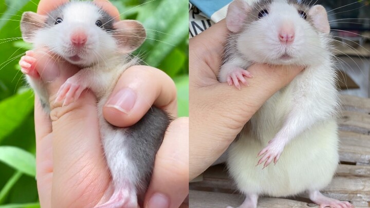 Were you raised by your grandparents, little mouse???    Fancy Rat & Pet Rat Funny, Silly, Hilarious