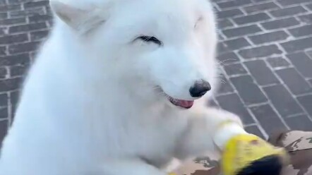 Bayi Daji yang harum, lembut, suka digendong, dan manja—si rubah kecil Liu Yao benar‑benar memesona