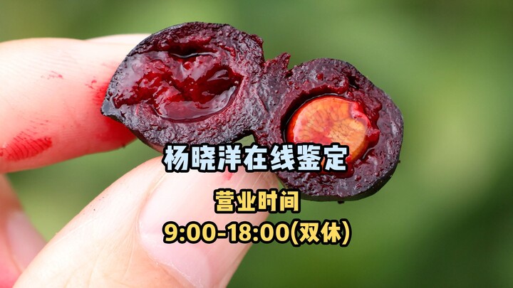 [Fruit Hunter x Hunter] Yang Xiaoyang's Online Identification: What Fruit Is This? Episode 17!