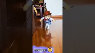 funny cat 😺 Lovely cat #shorts #short