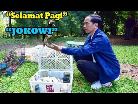 Jalak Suren Pintar Sapa Pak JOKOWI