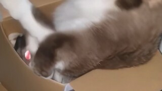 原来这就是养猫的乐趣