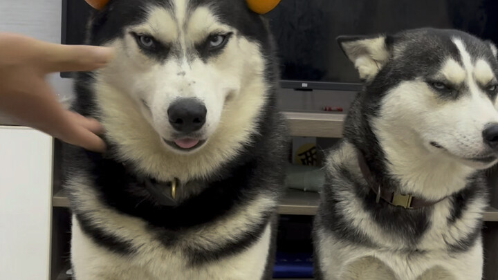 It even made the dogs laugh, hahahaha!