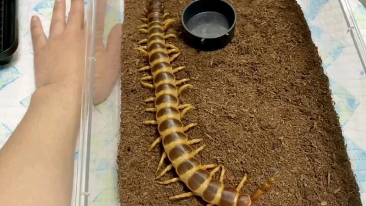Be careful!A centipede that looks like bread