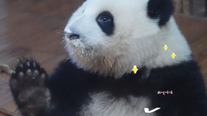 【Panda He Hua】Hua Hua Has Milk on Her Face Licking Her Paw