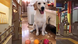 CUTE PET #น่ารัก&ตลก #5555+