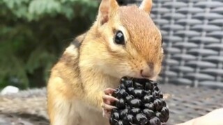 A foreign netizen rescued a trapped squirrel in his backyard. In order to take care of it, he would 