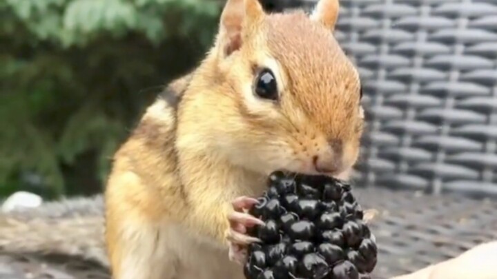 A foreign netizen rescued a trapped squirrel in his backyard. In order to take care of it, he would 