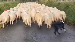 边牧：羊羊们走错路？不存在的！