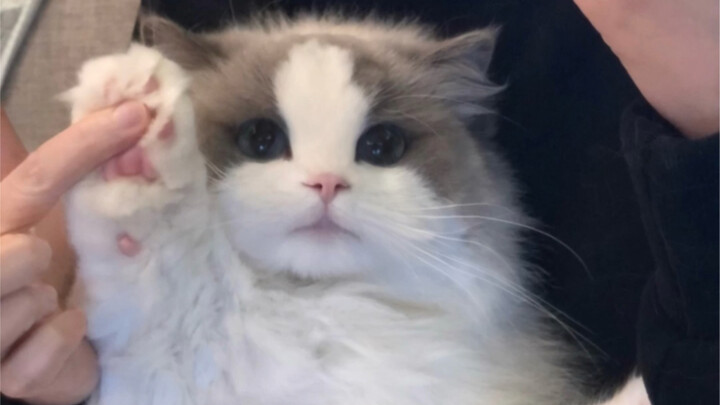 A Kitten's Monthly Changes