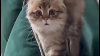 Oh my gosh, you scared the cat half to death!