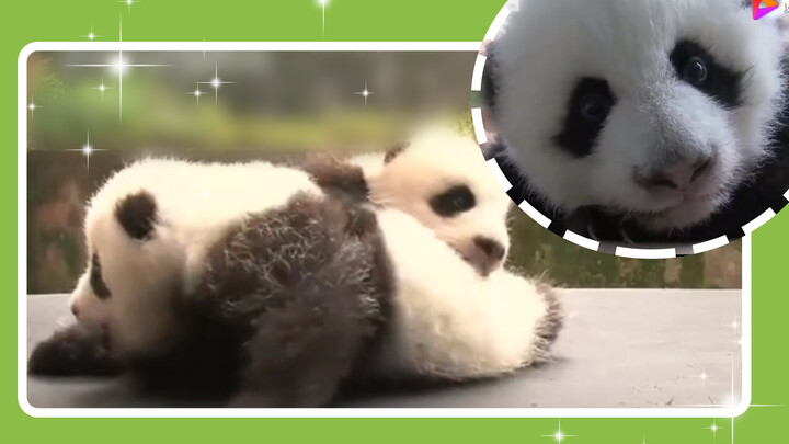 [Gấu trúc] U là trời! Như thế này cũng dễ thương quá rồi  nha!!!