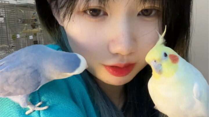 Saat mengajak burung Anda berjalan-jalan, berpura-puralah Anda lupa membawanya untuk menguji reaksin
