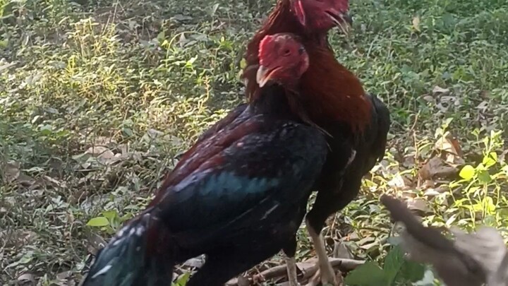 tes bakat umur 6 bulan...