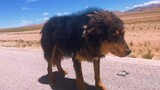 While riding in Tibet, I encountered a stray dog Tibetan Mastiff with blood stains on its body.