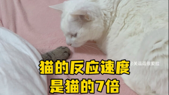 Kecepatan reaksi kucing adalah 7 kali lipat dari kucing