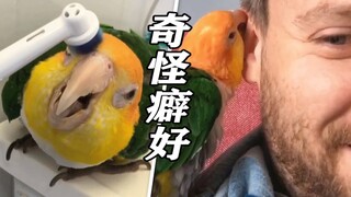 奇怪但可爱的癖好——小鹦鹉Turtle喜欢用电动牙刷