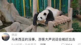 神秘的东方力量开始行动！看到国宝们过得很好我就放心了