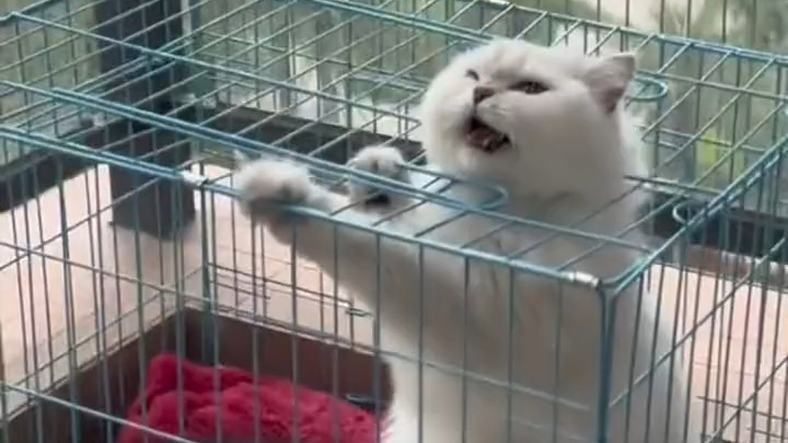 Clumsy Moments of a Clueless Pet