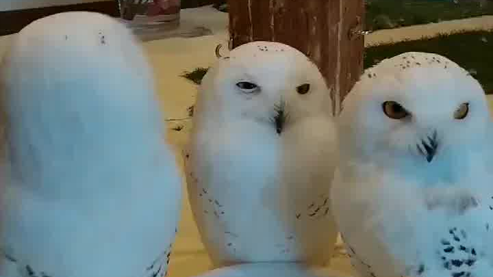 Snowy Owl Meeting