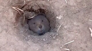 小家伙正在睡觉被一群人吵醒了