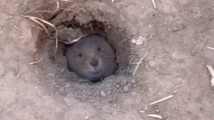 小家伙正在睡觉被一群人吵醒了