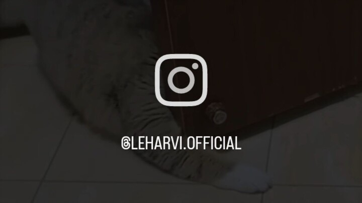 meong