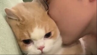 Funniest Animals - Best Funny Cats And Dogs Videos Of The Month #1