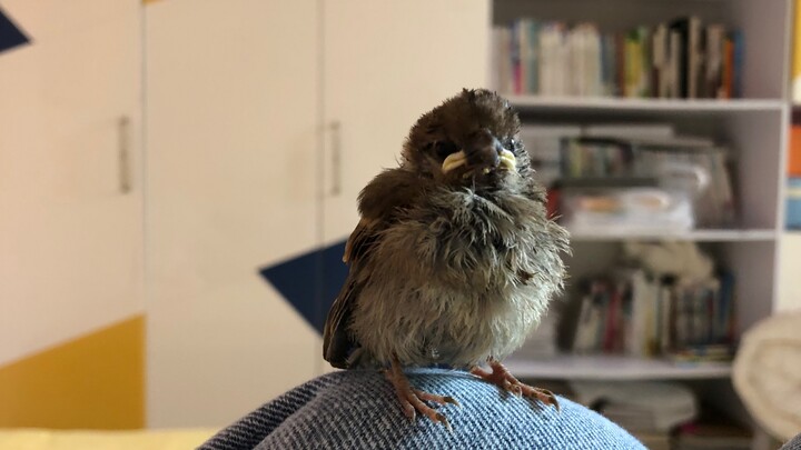 A hand-raised sparrow I picked up, released on the balcony to find its mom, attracted a peach-faced 