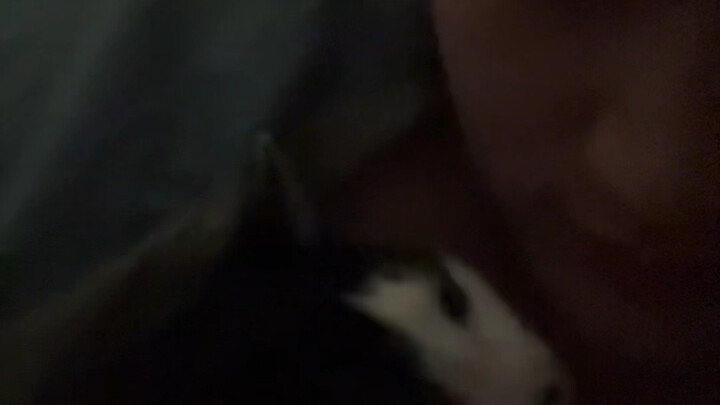 Thật không ngờ, em lại trở thành chú mèo nhỏ của anh.