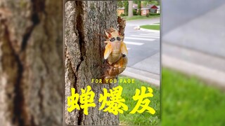 美国的蝉爆发让人头皮发麻