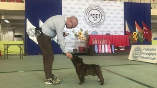 Part 1/ PCCI FCI ALLBREED DOGSHOW AUG. 17, 2019 saturday