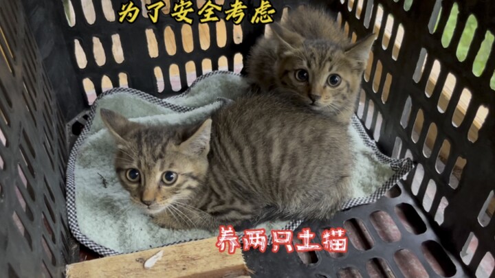 عمي الكبير أهداني قطّتين صغيرتين، فباتت حياتي في الجبل مع كلبين وقطتين لكلٍّ منا، ولم أعد وحيدًا بعد