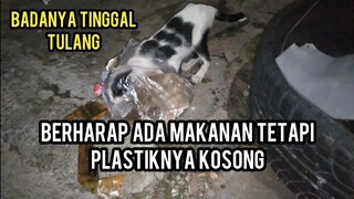 Ya Allah Sedih Banget  Kucing Liar Ini Cari Makanya Sampai Begini Karena Perutnya Sangat  Lapar..!