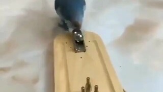 طائر مدرب جيدًا
