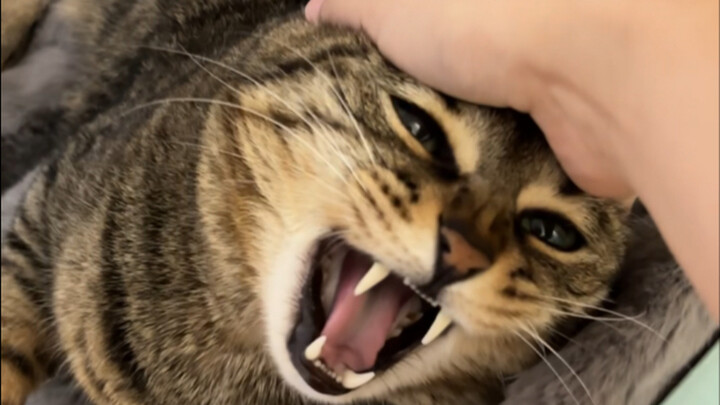 As soon as you press the kitten after buying it, it makes a sound.