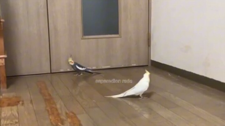 Highly coordinated Australian cockroaches are performing a mysterious ritual.