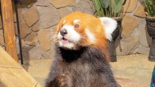 The red panda can't stand hearing that kind of talk!