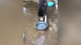 Xong cái chậu của tui chó_cưng husky funnydog