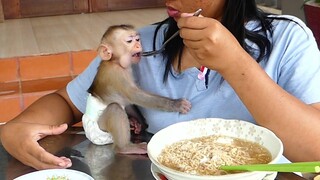 Adorable Baby Monkey Maki Enjoy eat Banana and ​Noodles with mom For Breakfast