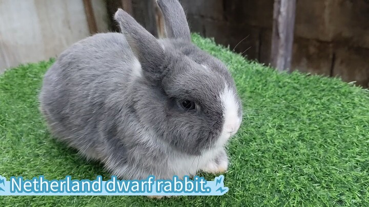 Netherland dwarf rabbit