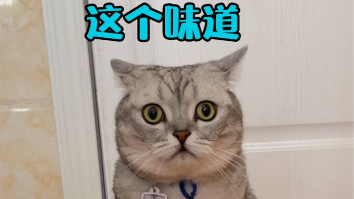 What happens when your cat’s eating and you’re pooping right next to them?