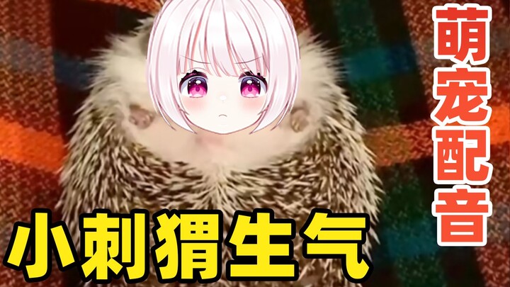 القنفذ الصغير الغاضب صعب التهدئة تمامًا!!!